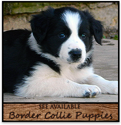 See Available BC Puppies